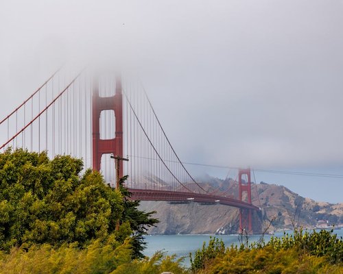 Tree icon representing nature connection